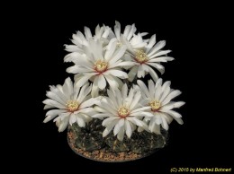 Gymnocalycium mesopotanicum P241 159